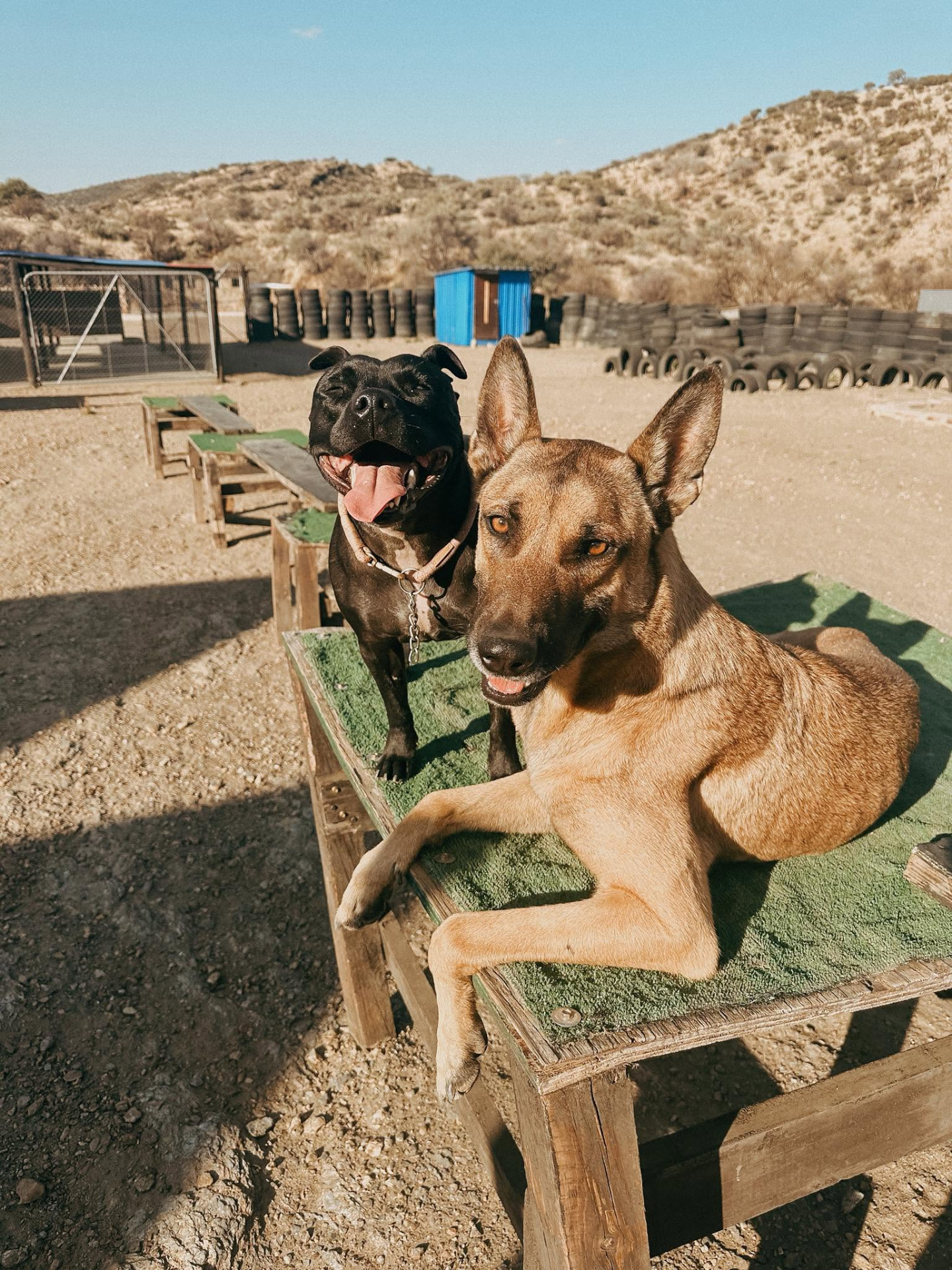 Two dogs resting together on a raised training platform