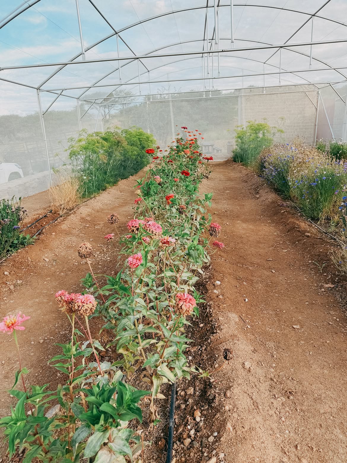 Sandy path running between rows of red and pink zinnias inside the flower tunnel