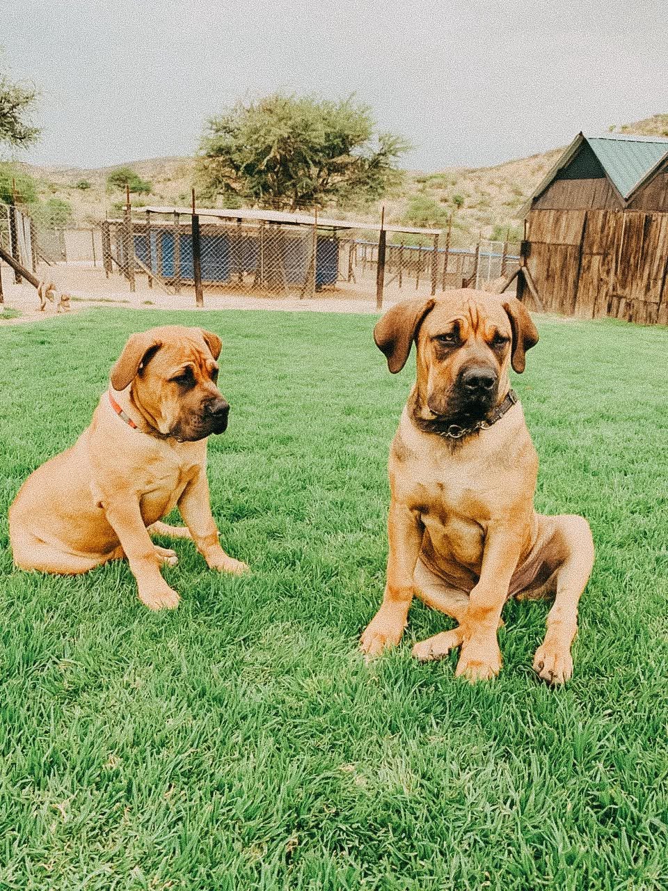 Two Boerboel puppies sitting on the green lawn