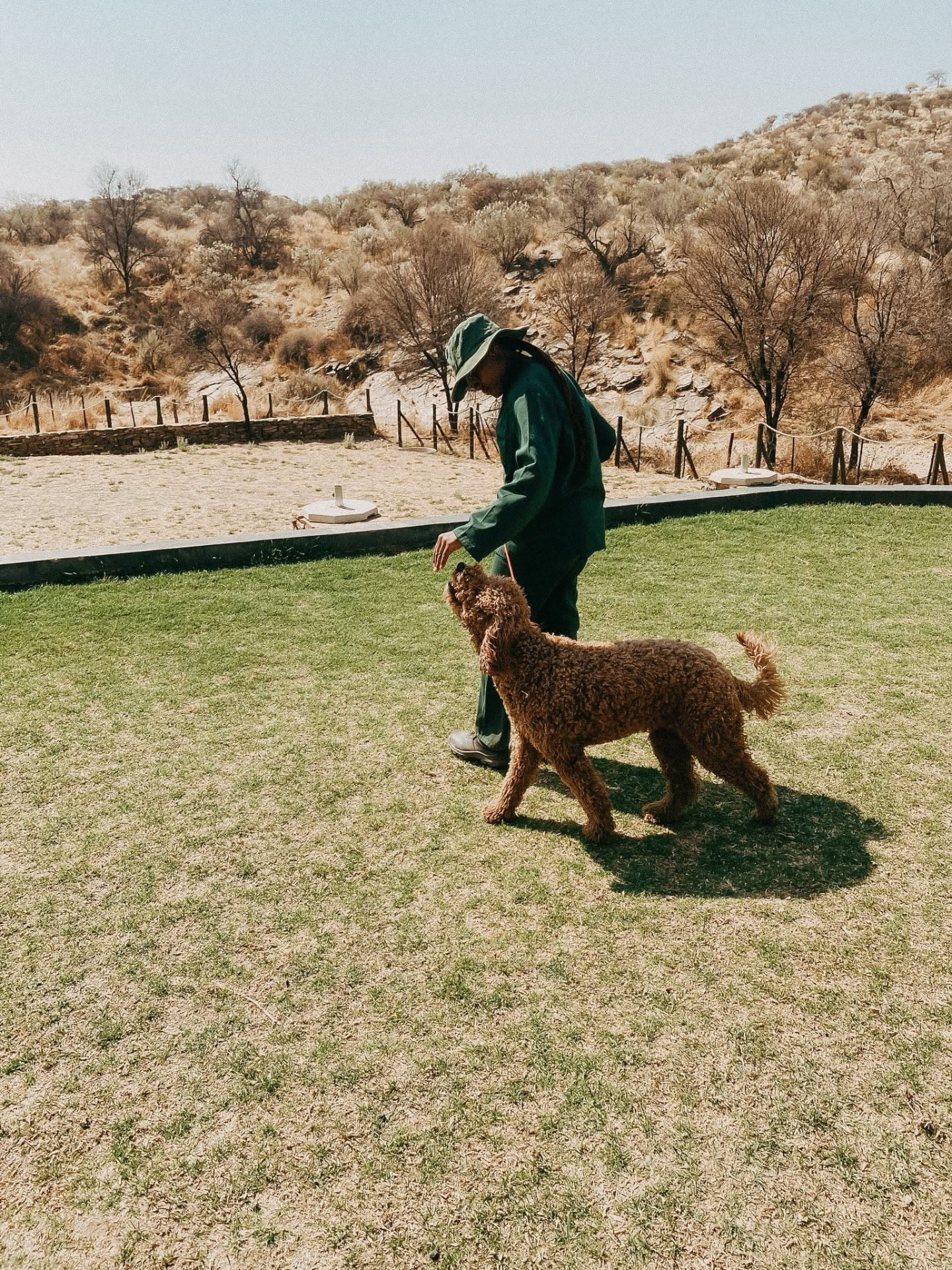 Trainer working with a brown poodle on the grass
