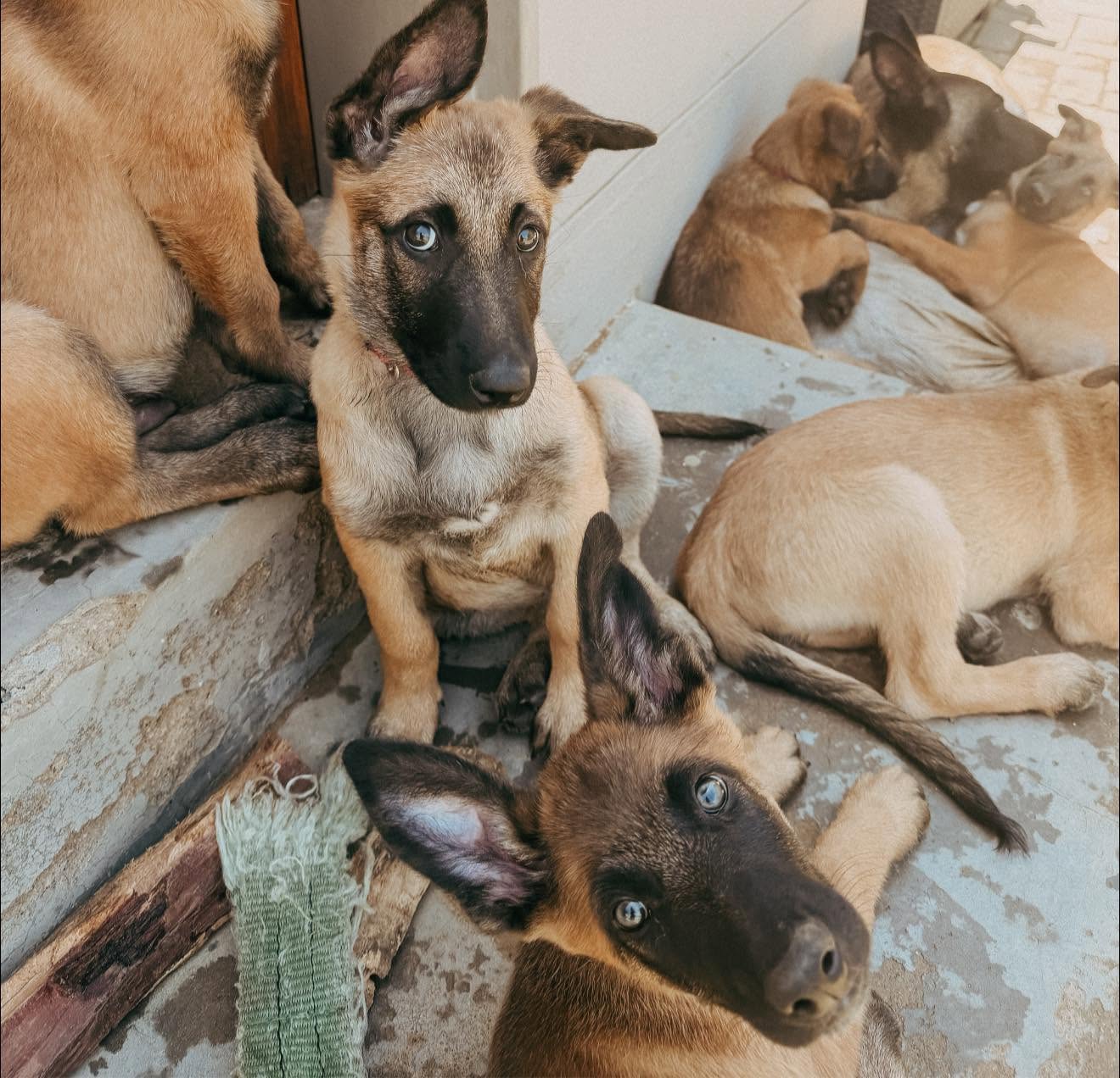 Malinois puppies resting together in the shade