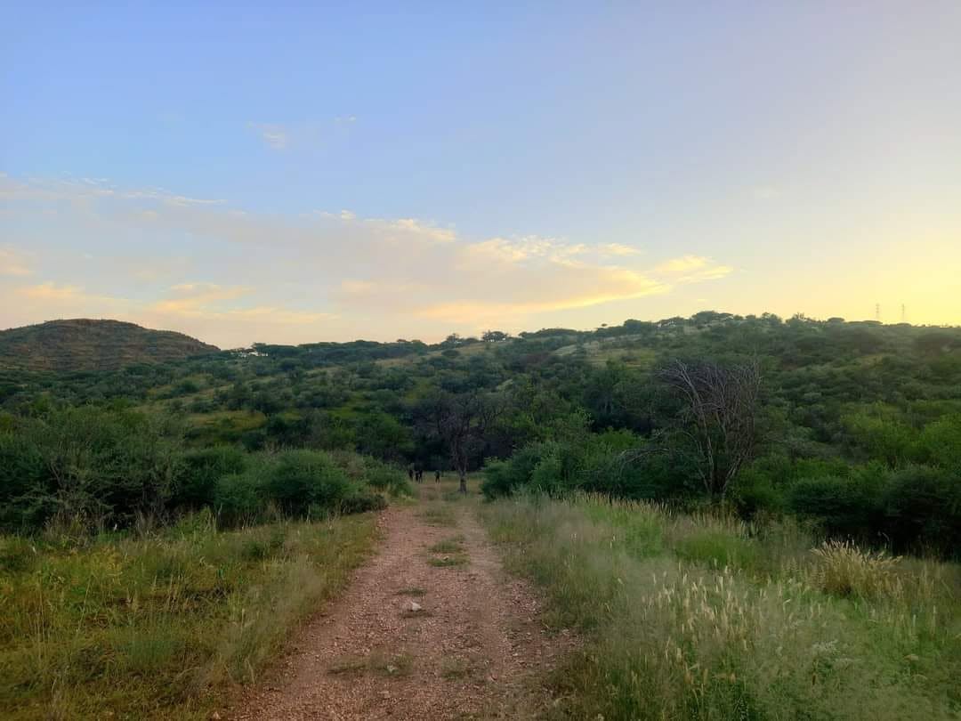 Green trail winding through bushveld at dusk