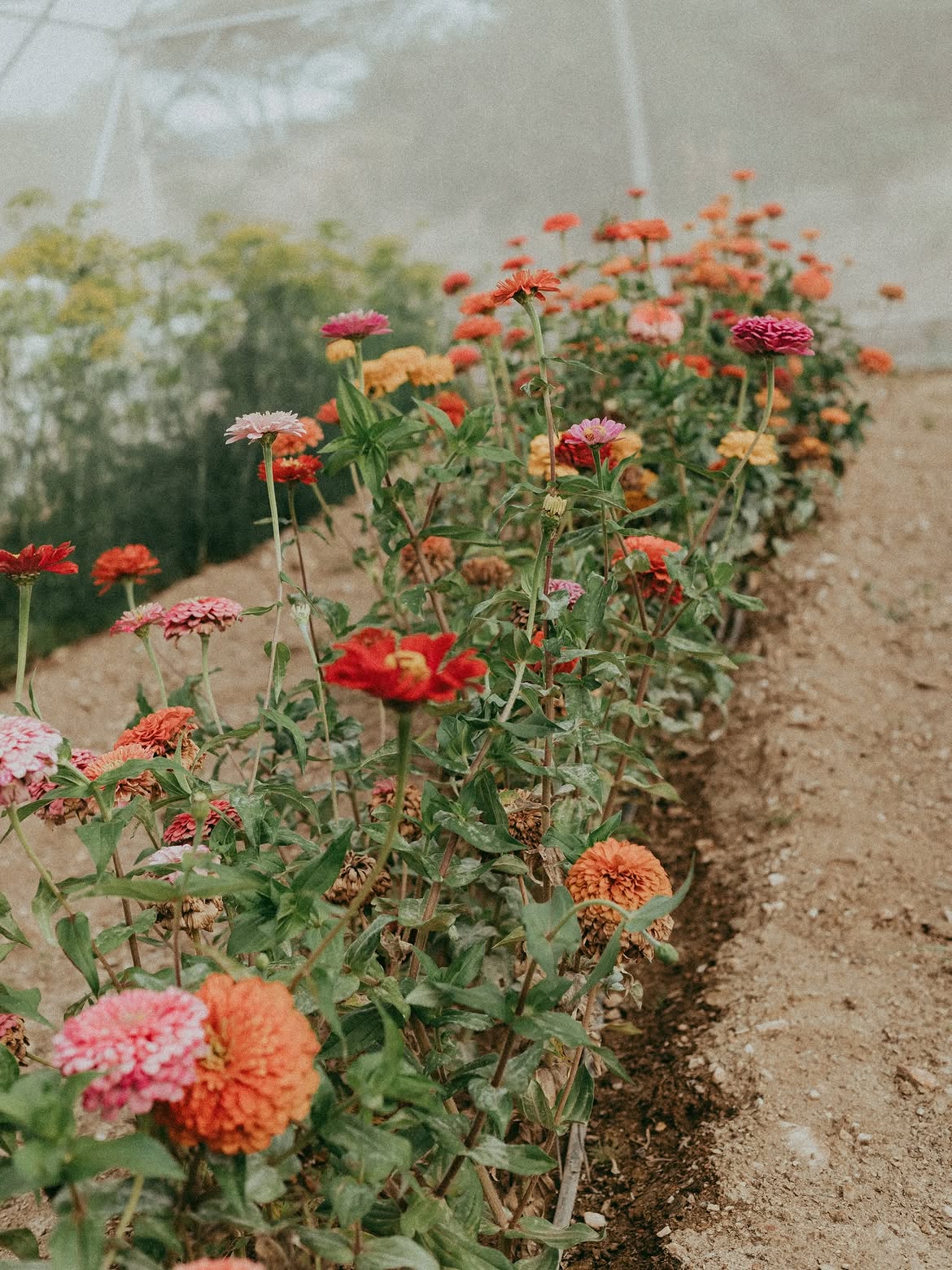 Rows of zinnias in bloom at the Guten Morgen flower farm