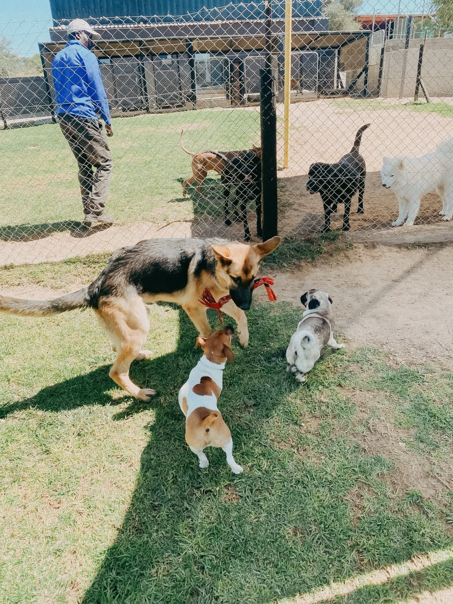 Group of daycare dogs playing together on the lawn with a handler watching