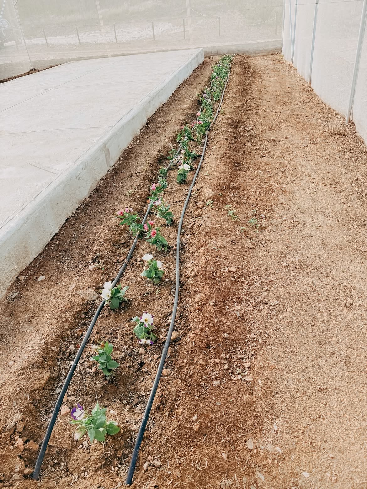 Freshly planted seedlings along a drip line in a new growing tunnel