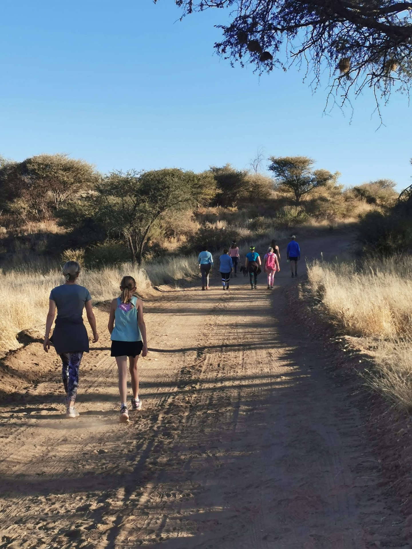 Walkers heading down a wide dirt trail through acacia bushveld at golden hour