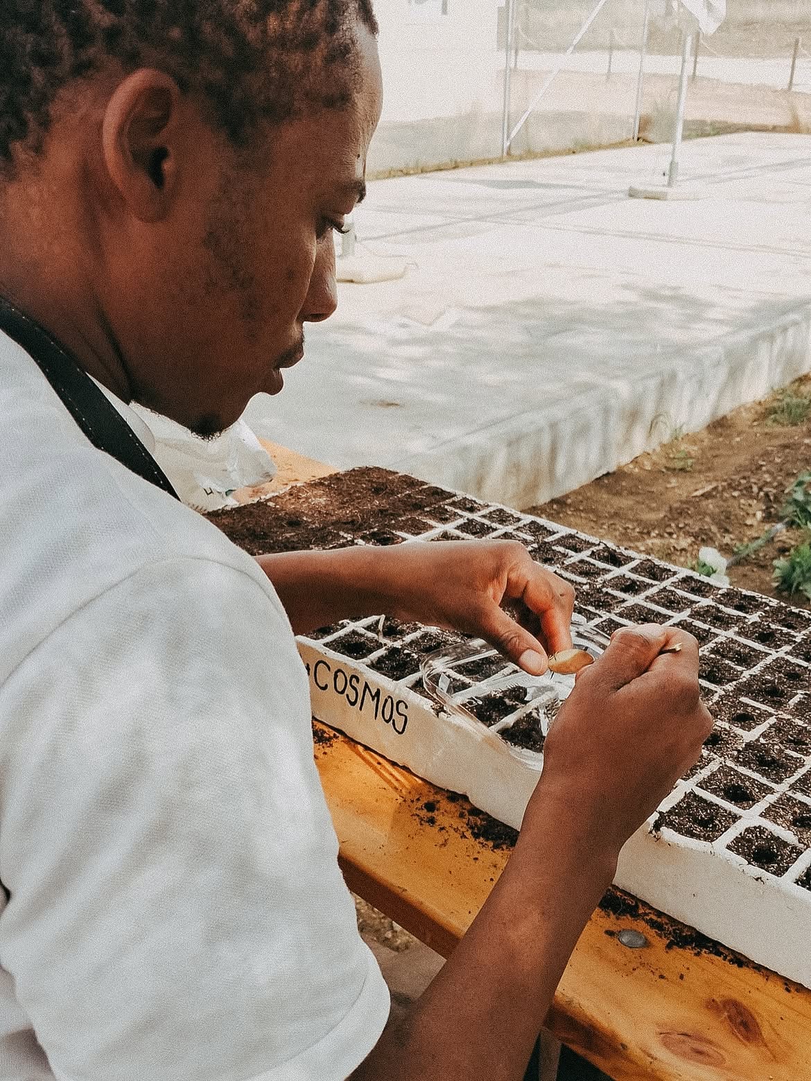 A grower sowing cosmos seeds into seedling trays at the Flower Farm