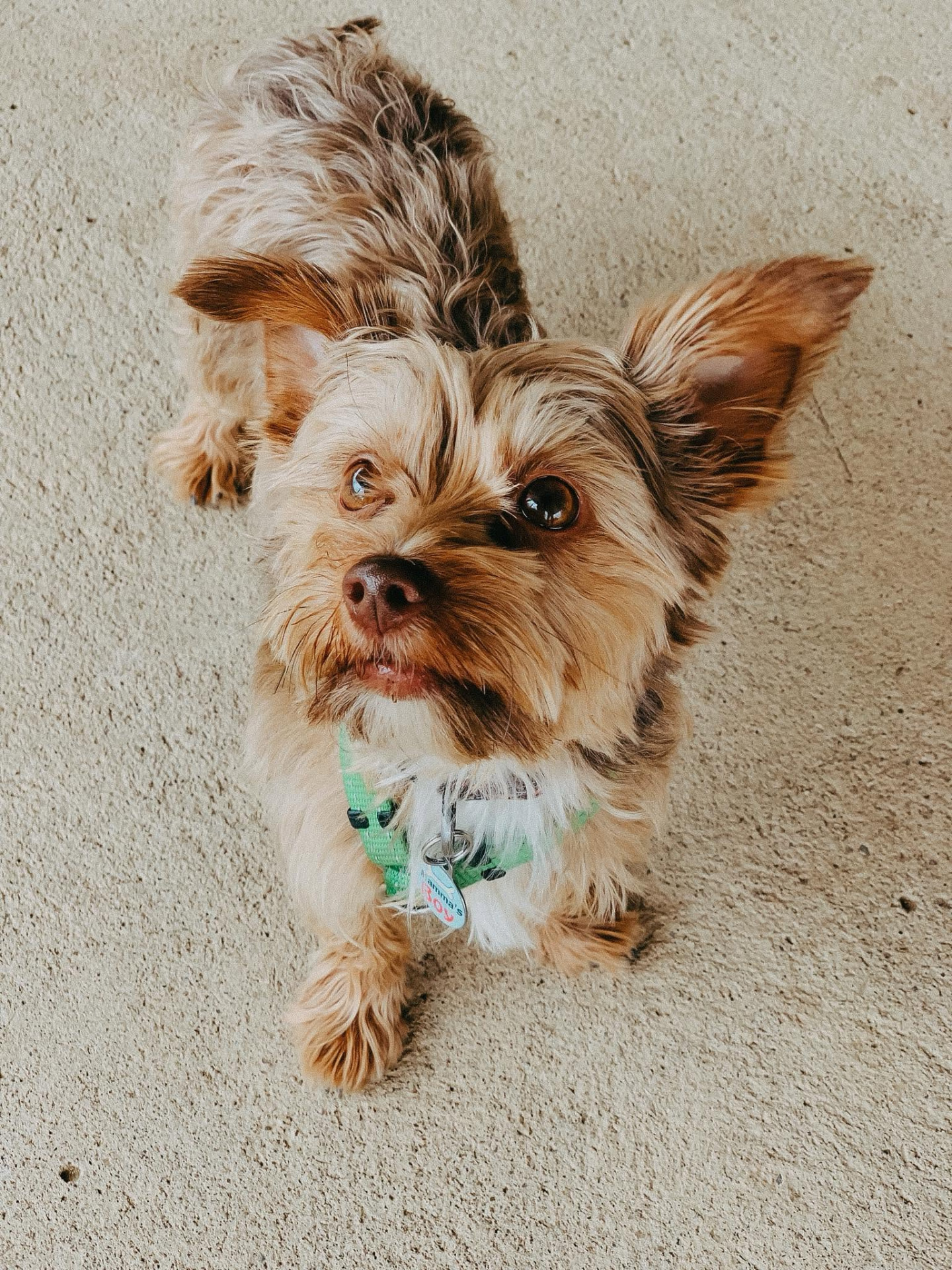 Small terrier looking up at the camera