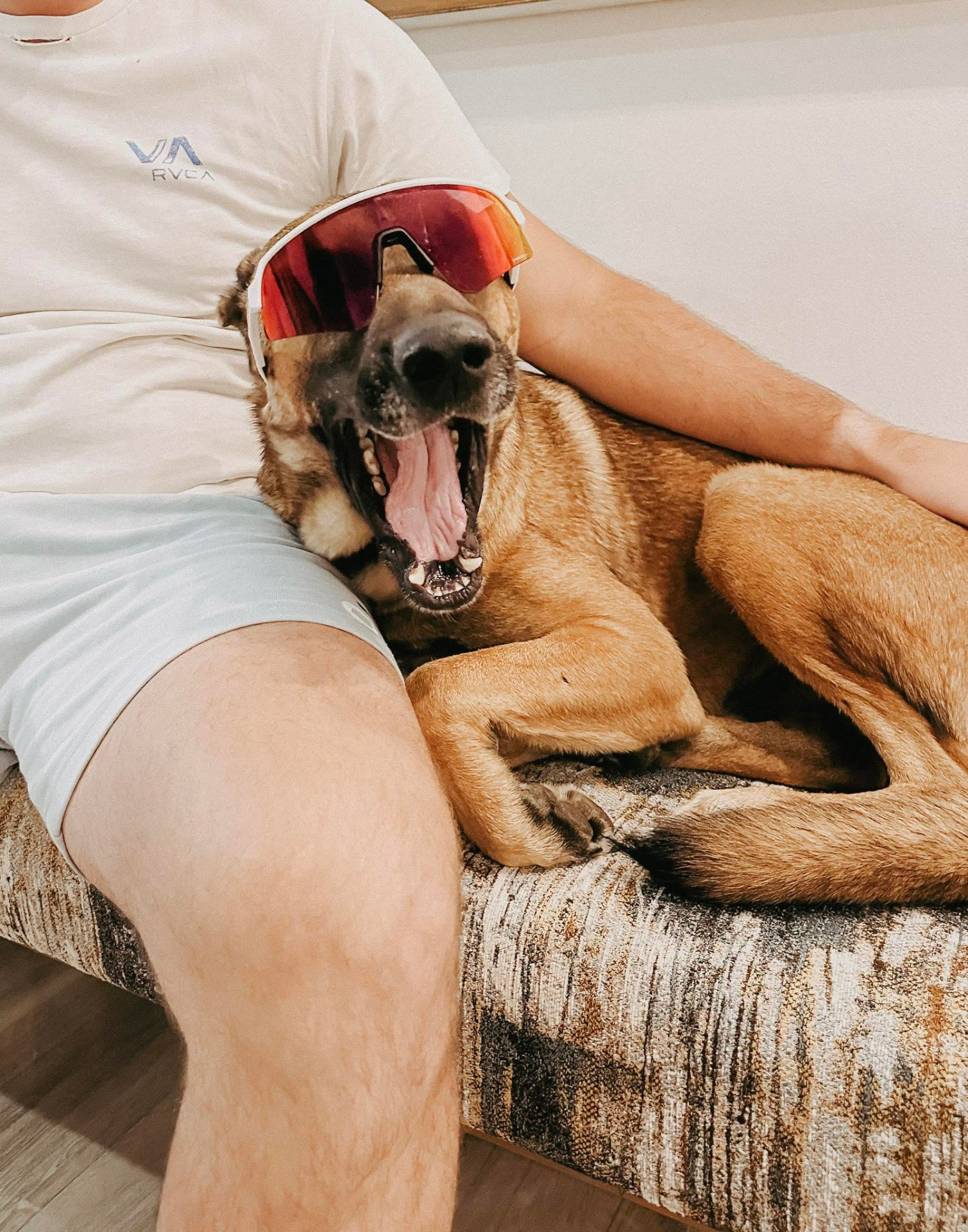 Malinois yawning while relaxing next to its owner at home
