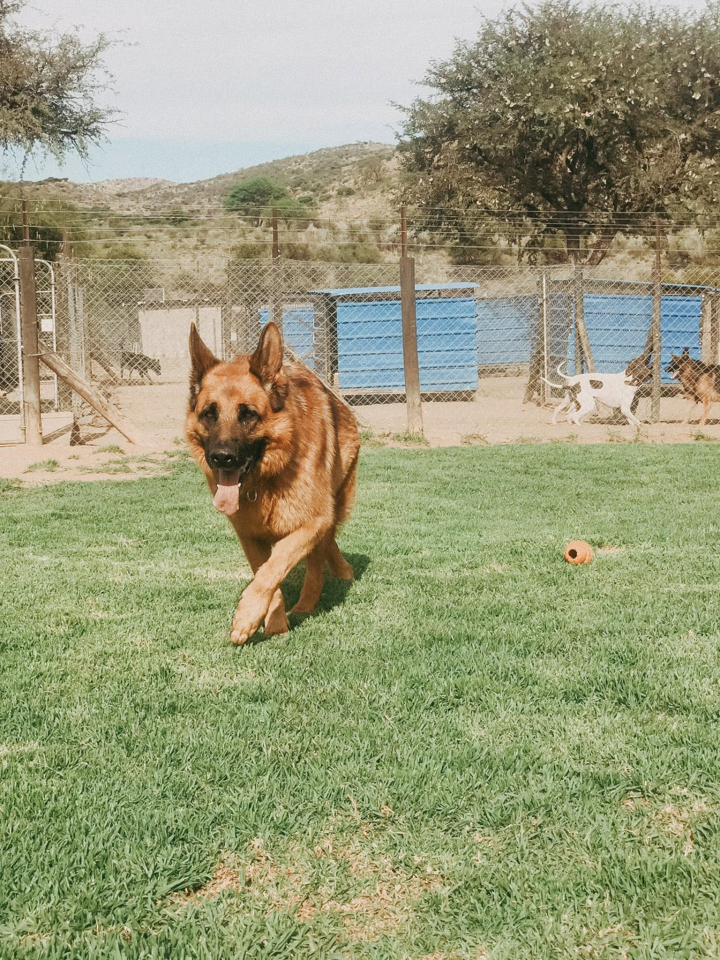 German Shepherd running across the grass play area