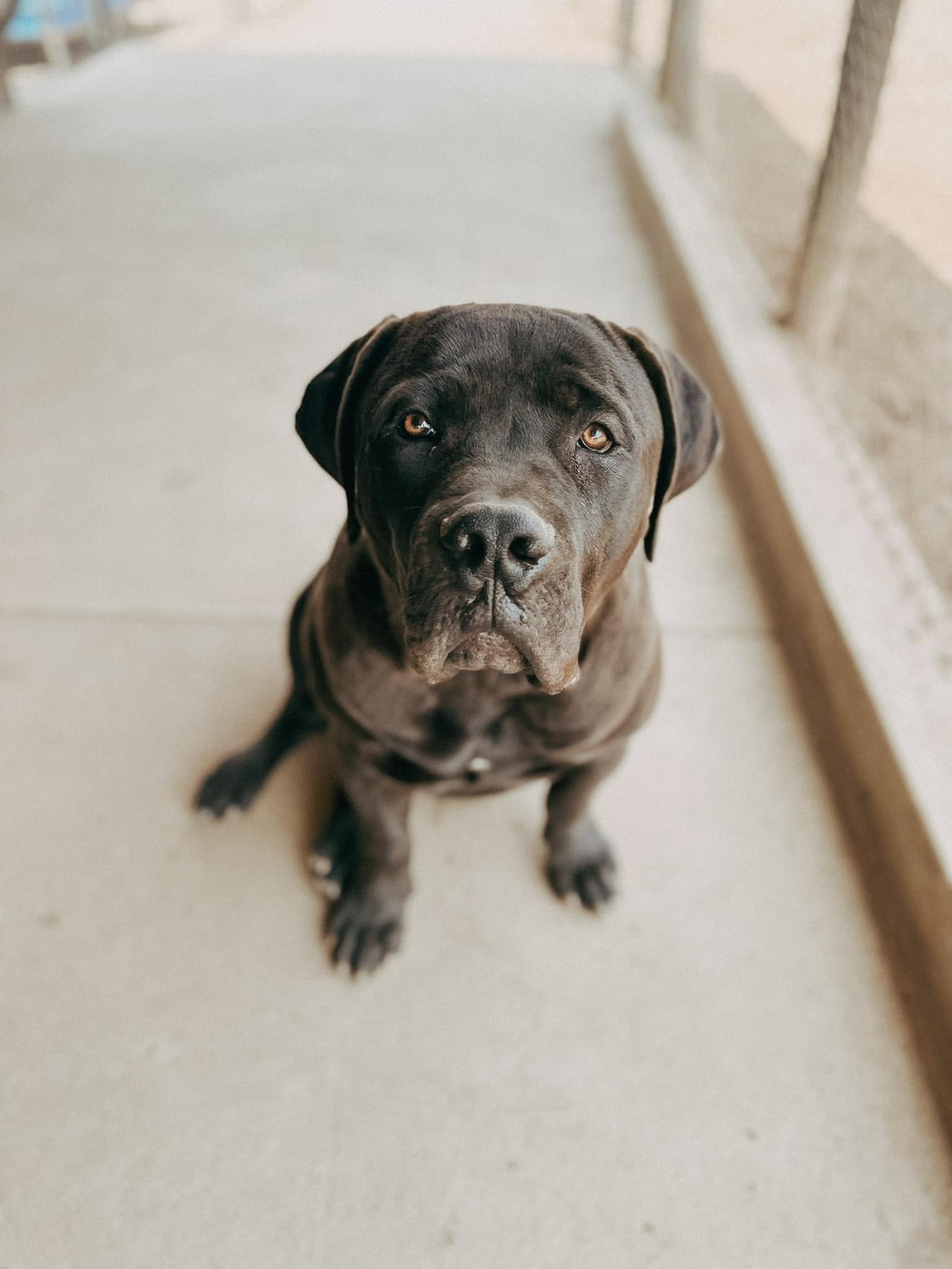 Cane Corso sitting calmly under the shade