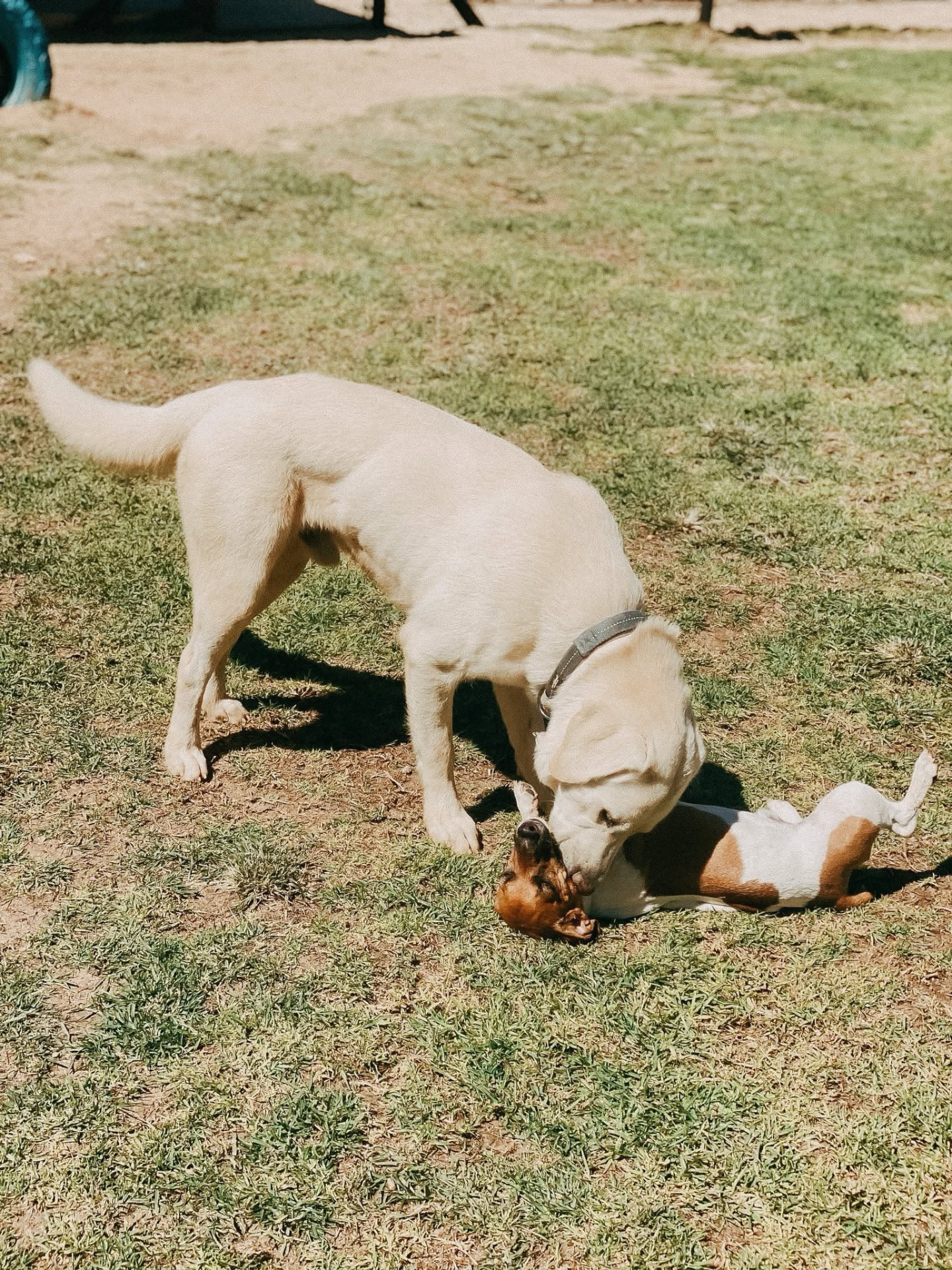 Labrador and a small terrier playing on the grass