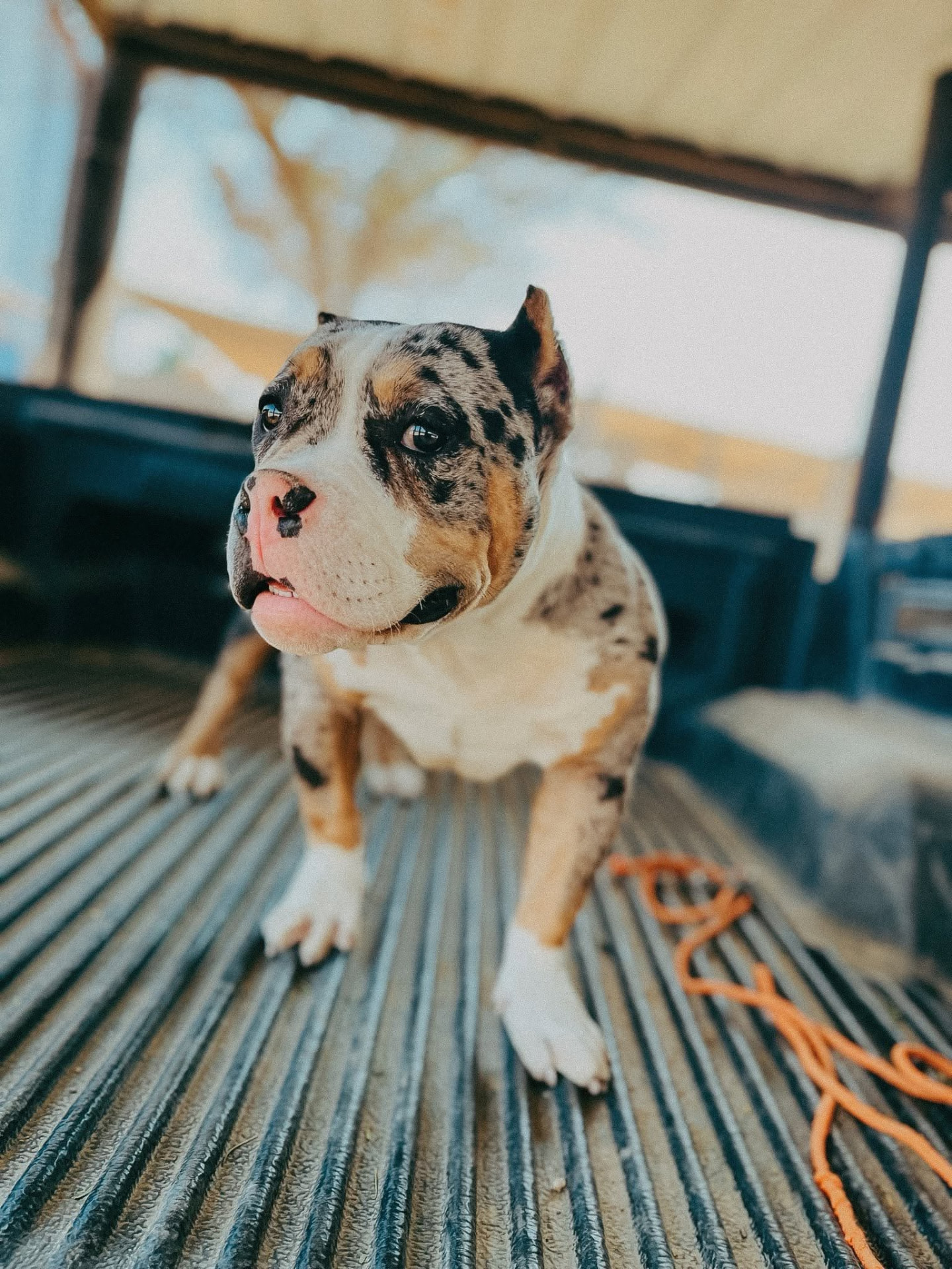 Merle bully puppy standing on a shaded deck