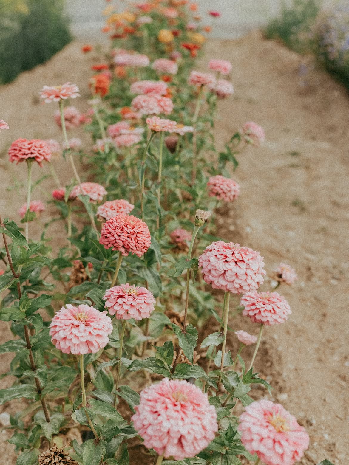 Row of pale pink zinnias in full bloom along a sandy bed
